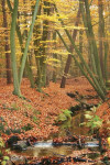 Leuvenumse beek